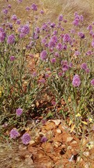 Ptilotus helipteroides