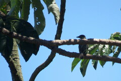 Myiodynastes maculatus