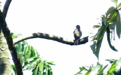 Elaenia