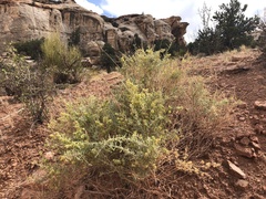 Atriplex canescens