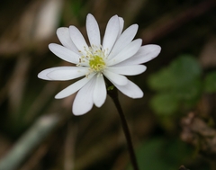 Anemoneae