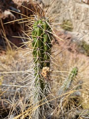 Corryocactus melanotrichus