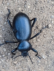 Eleodes grandicollis