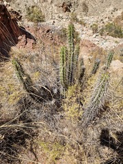 Corryocactus melanotrichus