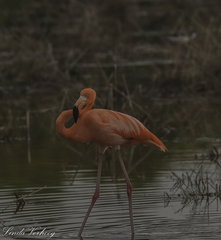 Phoenicopterus ruber