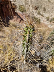 Corryocactus melanotrichus