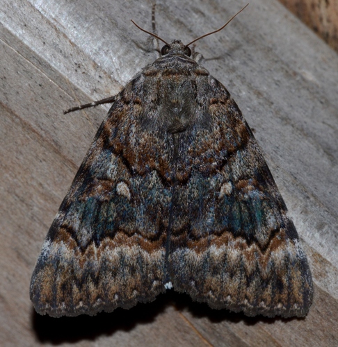 Epione Underwing photo 3