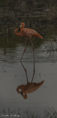 Phoenicopterus ruber