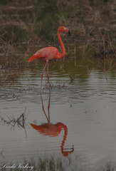 Phoenicopterus ruber