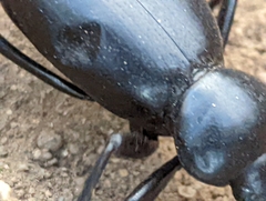 Eleodes grandicollis