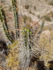 Corryocactus melanotrichus