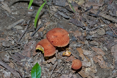 Phylloporus leucomycelinus