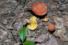 Phylloporus leucomycelinus