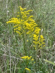 Solidago odora