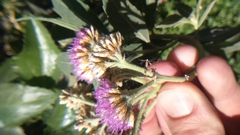 Tessaria integrifolia