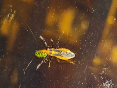 Diabrotica balteata