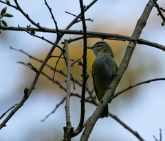 Vireo chivi