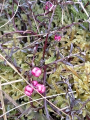 Gaultheria macrostigma