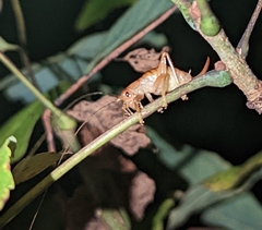 Camptonotus carolinensis