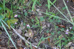 Oxalis drummondii