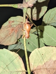 Camptonotus carolinensis