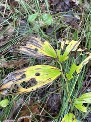 Septoria