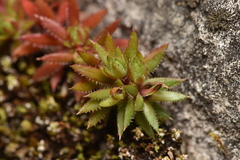 Saxifraga