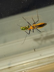 Diabrotica balteata