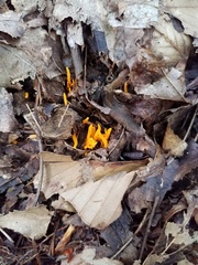 Calocera viscosa