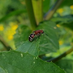 Timulla ferrugata