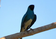 Tersina viridis
