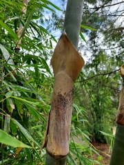 Bambusa nutans