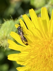 Hylaeus modestus