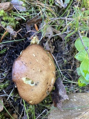 Suillus brevipes