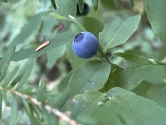 Vaccinium ovalifolium