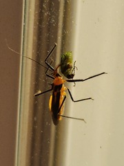 Diabrotica balteata