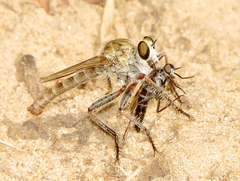 Proctacanthella