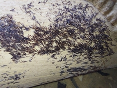 Bambusa nutans