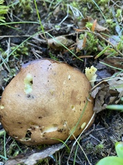 Suillus brevipes