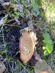 Suillus brevipes