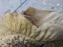 Bambusa nutans