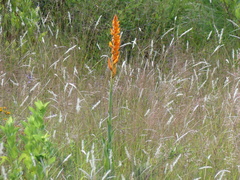 Dichromanthus aurantiacus