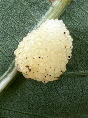 Acraspis pezomachoides