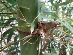 Bambusa nutans