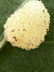 Acraspis pezomachoides