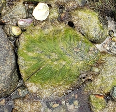 Chlorophyta