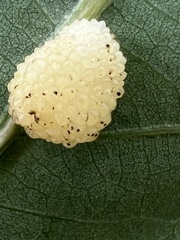 Acraspis pezomachoides