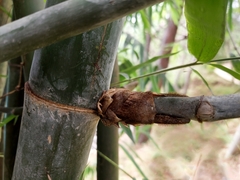 Bambusa nutans