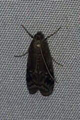 Euzophera semifuneralis