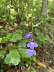 Lobelia